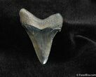 Wonderfully Serrated Angustiden Tooth / Inches #153-1